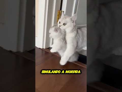 O Botão Secreto de Desligar Gatos 🙀
