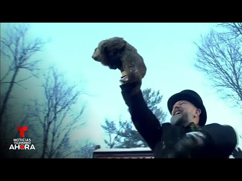 La marmota Phil sale de su madriguera para predecir si el invierno se alarga | Noticias Telemundo