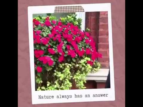 Nature Always Has an Answer| Pragati Sureka