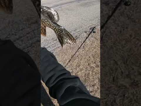 Not a Bad Yearly PB So Far! #pike #pikefishing #fishing #bigfish #dontletthisflop #blowthisup4me