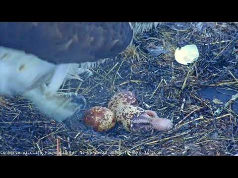 First Osprey Egg Hatches - Right on Schedule! - Barnegat Light Osprey Cam Highlight