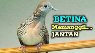 Download lagu Pancingan perkutut betina memanggil jantan mp3
