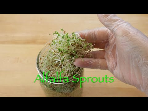 Alfalfa Sprouts