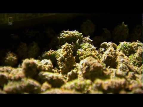 Super Weed