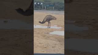 Home Among the gum trees 🌳 🐾