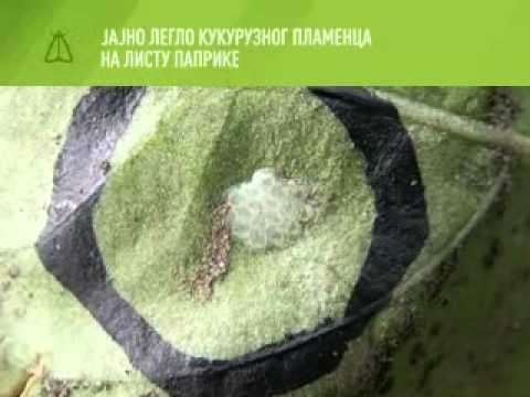 Zelena prognoza 12.8.2014. - Stanje i nivo napada kukuruznog plamenca