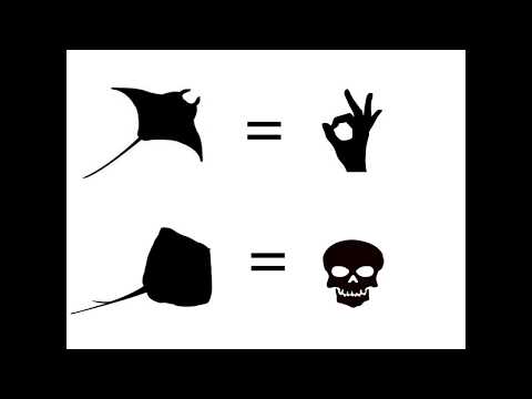 1st YouTube video about are manta ray dangerous