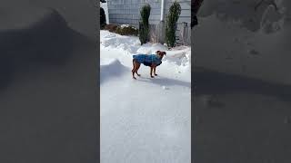 Video preview image #1 Black Mouth Cur-Vizsla Mix Puppy For Sale in Oakhurst, NJ, USA