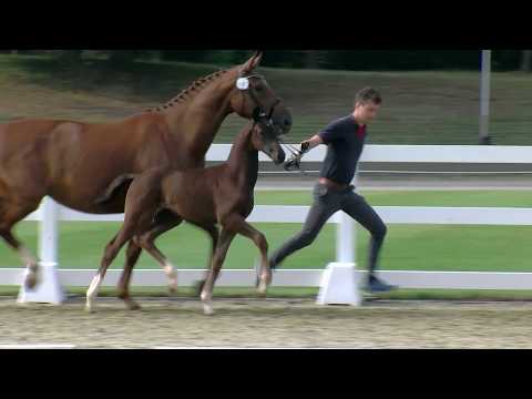 Hf v Goldberg x De Niro x Sir Donnerhall 2017