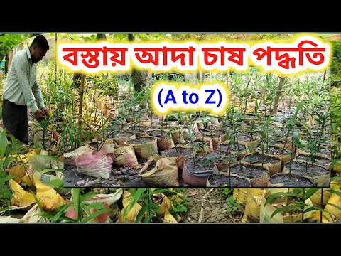 বস্তায় আদা চাষ পদ্ধতি / কিভাবে বস্তায় আদা চাষ করবেন / আদা চাষ পদ্ধতি /Ginger Cultivating in Sacks
