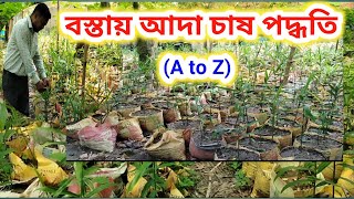 বস্তায় আদা চাষ পদ্ধতি