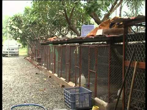 Hình ảnh trang trại động vật hoang dã Thanh Long từ HTV9