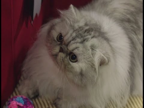 Persian Cats: Meet the Breed with Petco