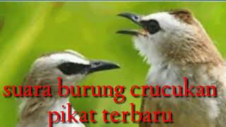 Download lagu Suara burung crucukan kejepit terbaru mp3