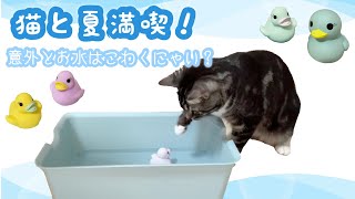 猫と快適に夏を満喫してみた！ 足長マンチカン まる Munchkin cat