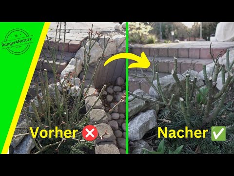Strauchrosen🌹 im Frühjahr RICHTIG schneiden! - EINFACH erklärt!💡