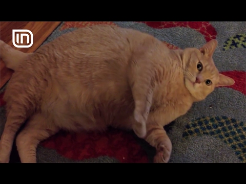 Life is Better with Friends 15022017 - Macet obeze