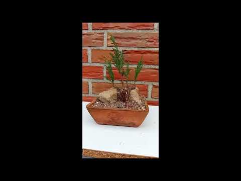 2023 7  Bonsaifying anorher small conifer and a rock