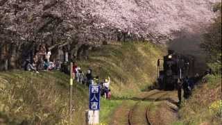 preview picture of video 'Cherry Blossom & Steam Locomotive 2012　~SL人吉と西人吉の桜並木~'
