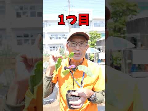 今年の最初の花がすでに美しさを見せています。彼らは何ですか？  庭園