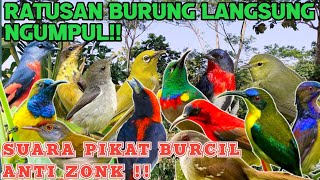 Download lagu Mp3 Pikat Burcil Ribut!!  Ratusan Burung Langsung Ngumpul dengan Suara Ini mp3