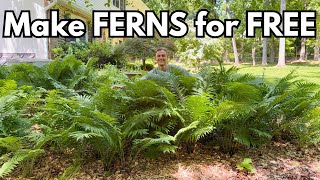Easy FERN Propagation - How to Make More Ferns for Free