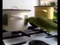 Зеленый попугай смешно хочет есть! Прикол 