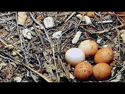 FIVE EGGS at the Wisconsin Kestrel Cam! | April 22, 2024