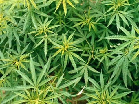 G-Up        Paqe Jeshile