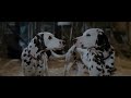101 Dalmatian Puppies Reunited