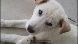 preview picture of video 'Dog dreaming running, Jindo Dog in Korea 2015'