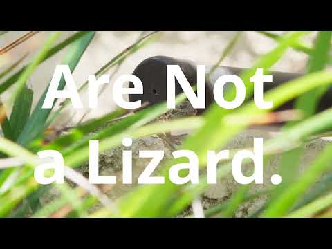 You Are Not a Lizard.