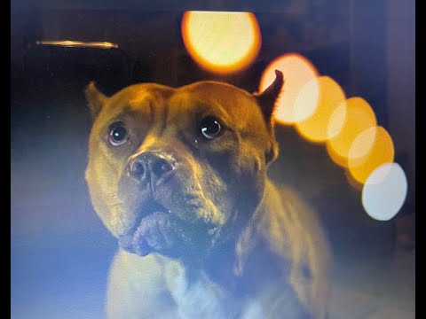 Brandy the Dog in RUN SWEETHEART RUN with Pilou Asbaek and Ella Balinska!