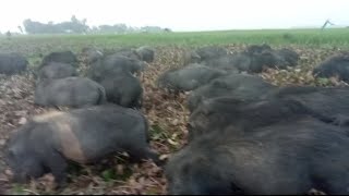 Daily businesses peginners pig natural family planning