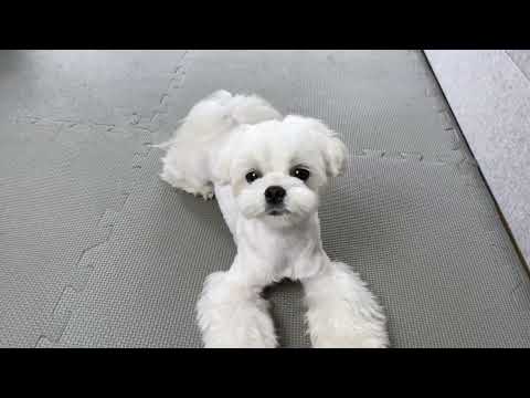 5 COMMON MISTAKES OF NEW MALTESE DOG OWNERS