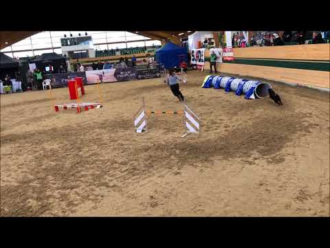 SAY Winning Magna Racino Agility Open 2018