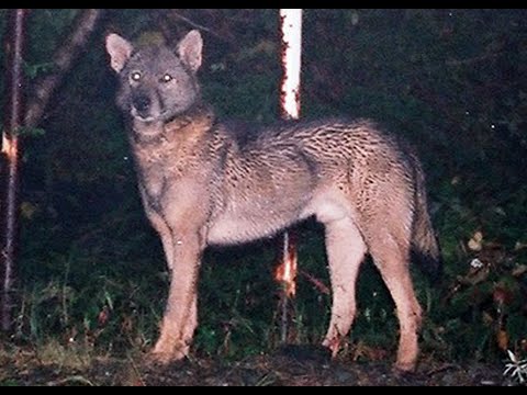 In search of Japan's lost wolves