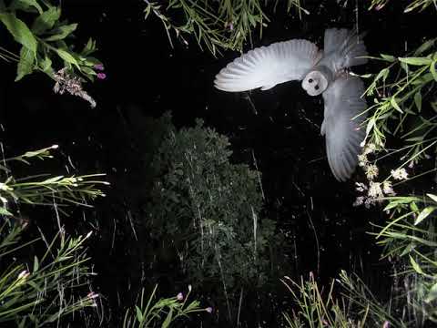 Nemes Levente - Éjféli fürdés 2024