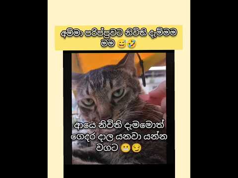 පරිප්පුවලට නිවිති දැම්මම මම 😅 #kiki #funny #trendingshorts #pets #cute #petvideos #love #cat