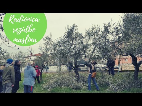 BOJE ZEMLJE Radionica rezidbe maslina