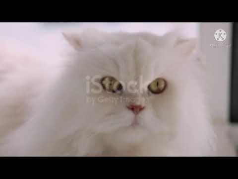 PUSSY CATS ADORABLE COMPILATION