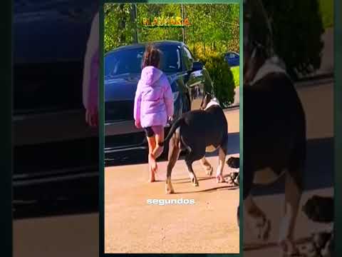 Huge guard dogs protect girl.