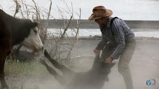 Mad Momma Cow | Alaska: The Last Frontier