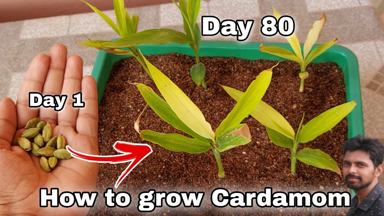 How to grow Cardamom from seeds in 2021, How to grow elaichi at home, how to grow Cardamom