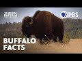 Surprising Facts About Buffalo The American Buffalo A Film By Ken Burns PBS