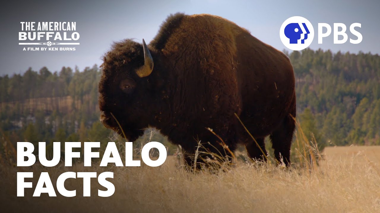 Surprising Facts About Buffalo | The American Buffalo | A Film by Ken Burns | PBS