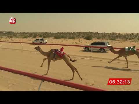 ش 3 (نسناس) لـ مبارك سلطان بن كلثم الخييلي 7:54 , شارة الديوان 2026/3/03 ايذاع الخزنة