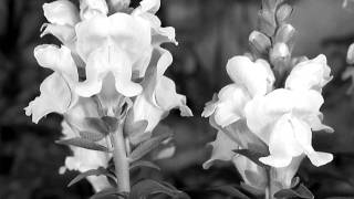 "Soft Winds" by The Pete Jolly Trio