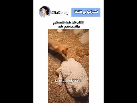 الكلب عامله نفسه نايم #bts #nva97 #pyf #bts #nva97 #bts #btscollab #nva97 #kim_taehyung