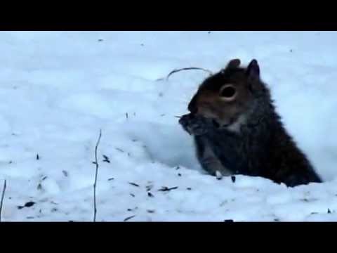 Hard Working Squirrel